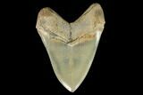 Serrated, Megalodon Tooth - Aurora, North Carolina #129450-2